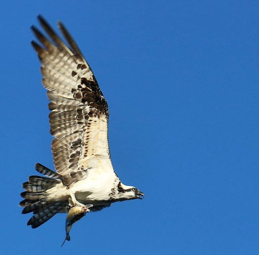 An osprey soars while carrying a fish.