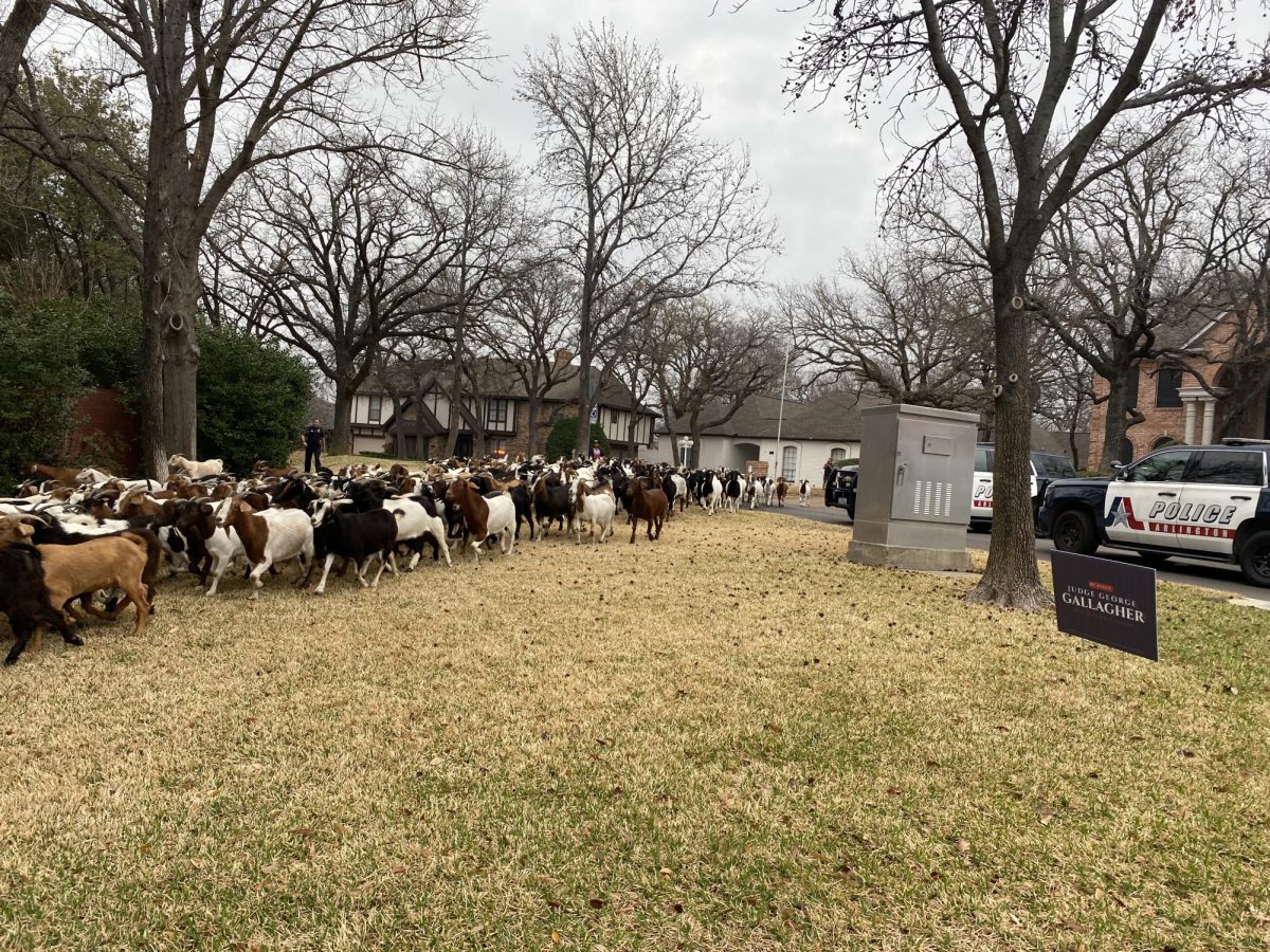 Arlington Police responded to a call about a herd of escaped goats Feb. 27. The goats were clearing brush and invasive species from the park as part of a partnership between Arlington and Open Space Development. 