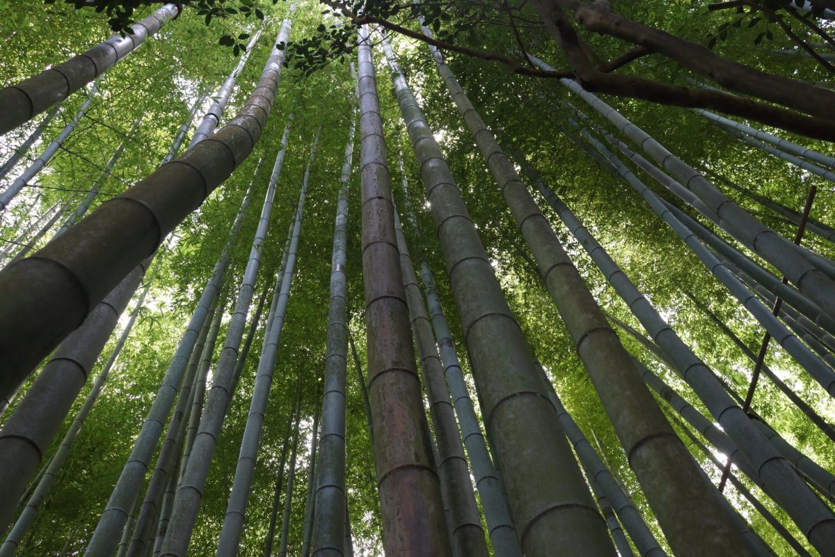 The bamboo forest at the Hokokuji Temple in Kamakara, Japan, radiates a sense of calm.