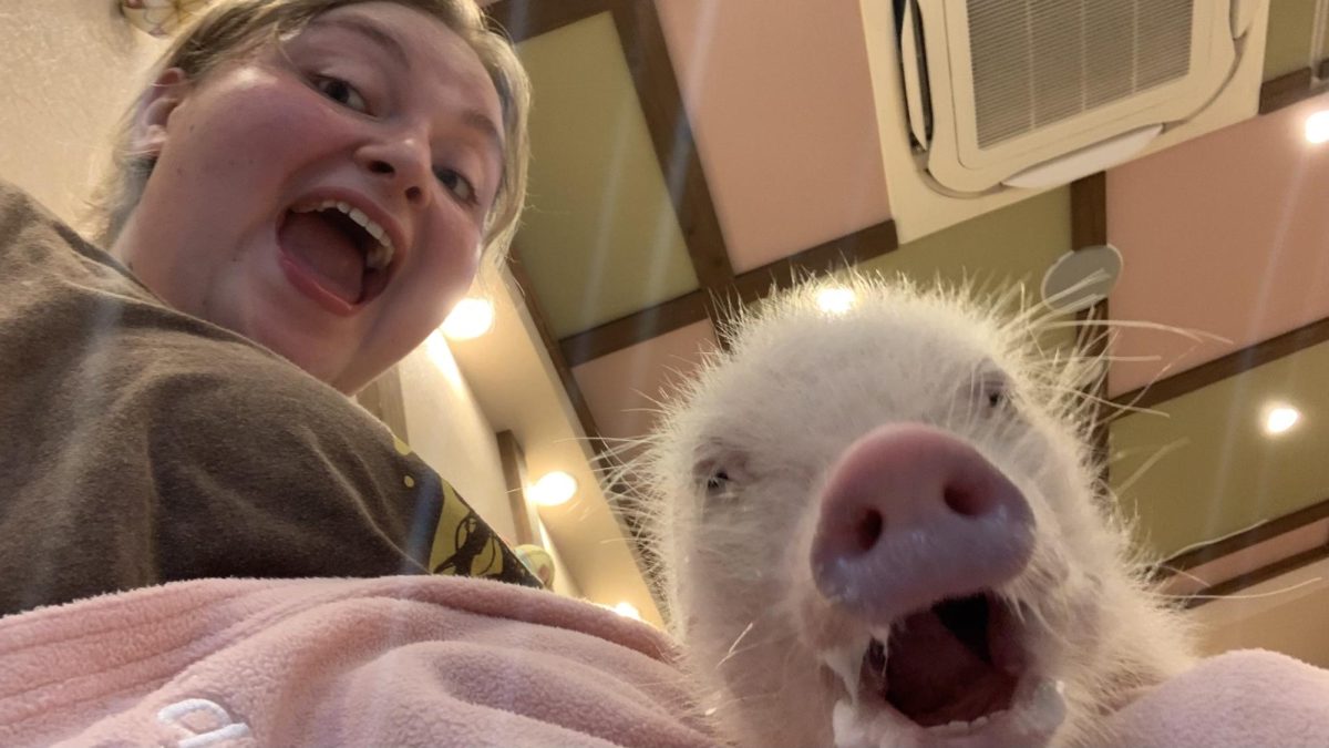 Visitors to Japan's animal cafes find that the animals often have main-character energy and lots of personality, as is the case with this expressive micro pig.