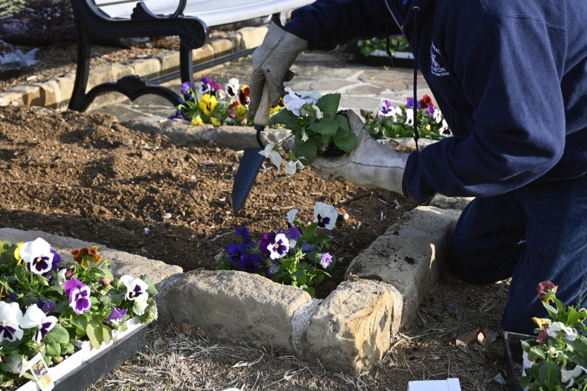 An Arlington College and Career High School student volunteer plants pansies at Veteran's Park in Arlington, Texas, on a recent Saturday morning.