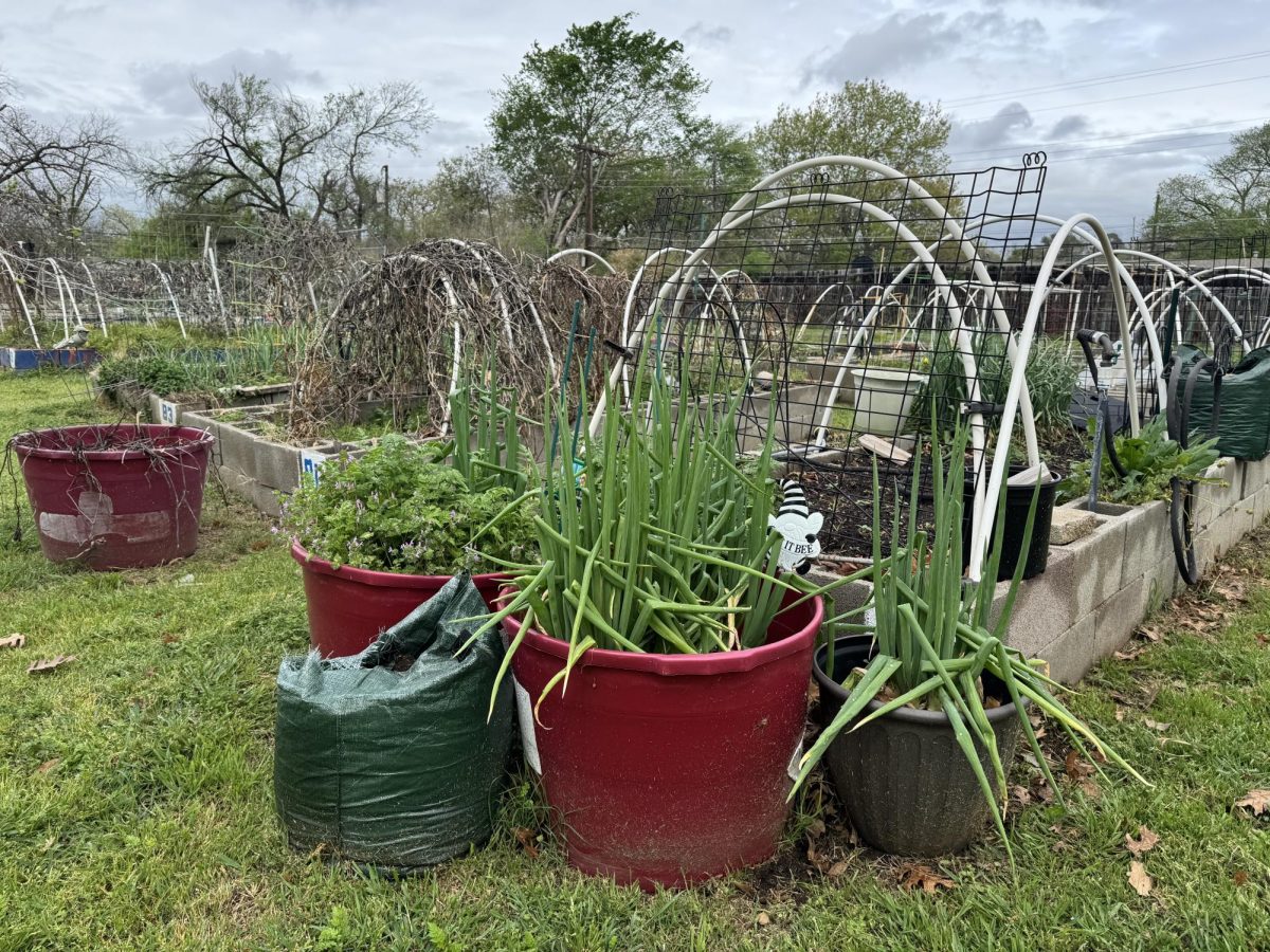Harvesting Hope Community Garden at 910 S. Collins St. in Arlington aims to promote sustainability and build a stronger community. 