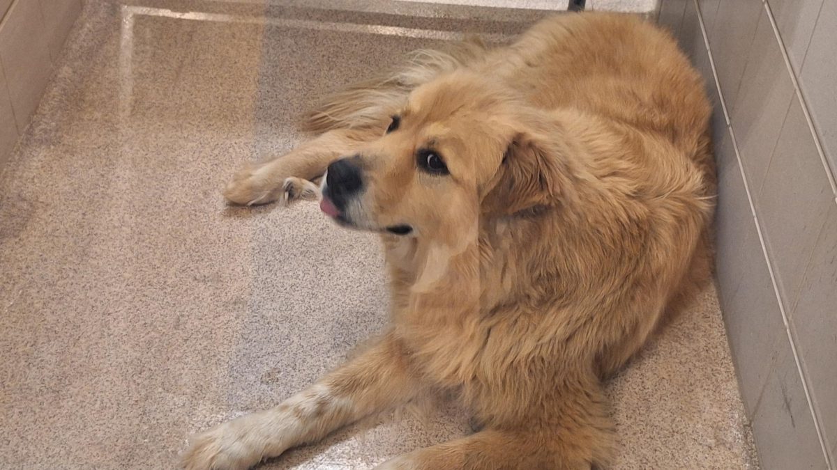 Arlington Animal Services Manager Ashley Woolnough said those looking for a pet should consider adopting from a shelter, where many loving animals await their forever homes.