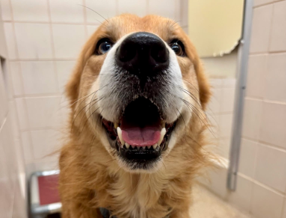 Very good dogs are seeking forever homes at the Arlington Animal Shelter.